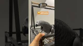 ببغاء كاسكو 🦜 #كاسكو #birds #parrot #طيور #casco_parrot #اكسبلور #youtubeshorts #youtubevideo