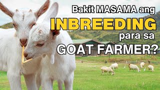 Bakit masama ang INBREEDING para sa GOAT FARMER?