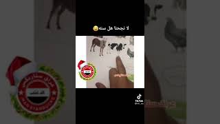 لا نجحنا هل سنه