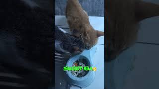 Cats Eating