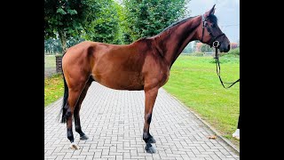 All In 29: A LA CARTE NRW x LANDOR S - 2018 gelding