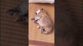 Baby Sleeping 😍 🥰 🐶🐶 #doglover #babydog #dogvideo #puppy #cutedog #dogs #dog #shorts