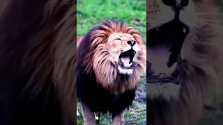 Angry Lion is Roaring #angrylion #lionsroar #lionking #lion #lioness #wildlife #animals #roar