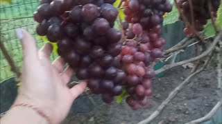 💁🍇 Как я вырастила виноград в Подмосковье сначала и до сбора урожая 🍇🍇🍇