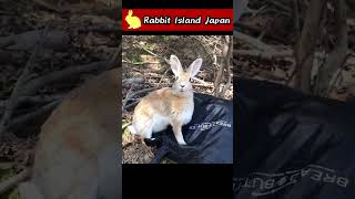 Rabbit: "Open this bag!" #rabbit #bunny #shorts