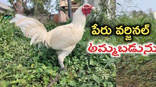 పేరు వర్జినల్ పుంజులు అమ్మబడును భీమవరం పుంజులు అమ్మబడును