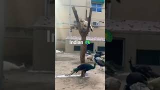 Cute funny Indian Peacock