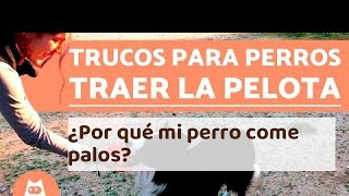 ¿Por qué mi perro come palos? - CAUSAS y QUÉ HACER