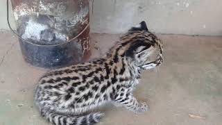 Gato jaguatirica