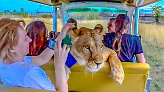 LIONESS RIDES IN A CAR WITH TOURISTS