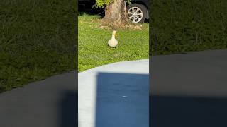 Sunday duck things. #shorts #fyp #viralvideo #viralshorts #funny #cute