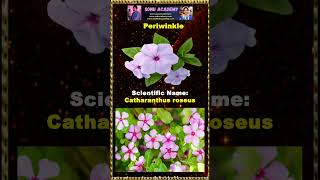 Periwinkle #periwinkle #flowers🌸💮🌺🥀🏵️#viral  #shorts #videoshort #shortsfeed  #nanduram🌷#trending