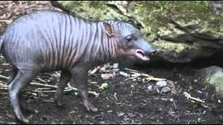 Video: Chester Zoo's rare Indonesian piglet on display