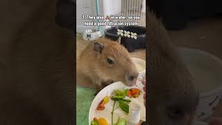 Why Capybaras Don’t Make Good Pets