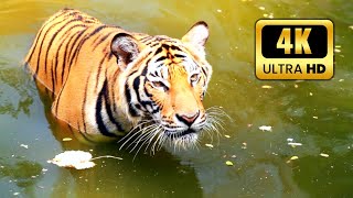 Wild Ultimate Animals Collection in 4K ULTRA HD / 4K TV