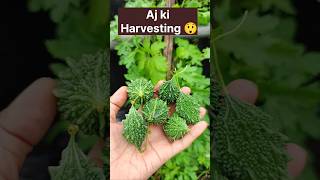 Bitter Gourd | Harvesting from a small container #shorts