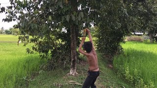 Free Shooting the Bird on the Tree in Cambodia - Boy Slingshots Hunter