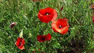 Coquelicots à st Jean de Muzols..