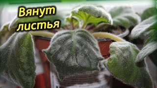 Почему вянет Фиалка (Сенполия). Выясняем причины и спасаем цветок.