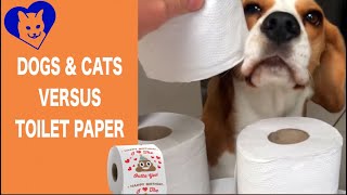 Cats and dogs vs toilet paper. Hilarious!