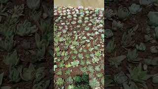 succulent seedlings on a tray