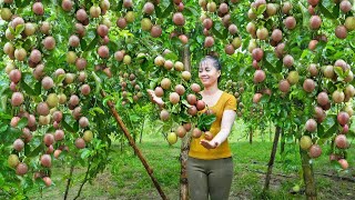 Harvesting Passion Fruit Goes To Market Sell - Take Care Duckling and Pigs | Free Bushcraft