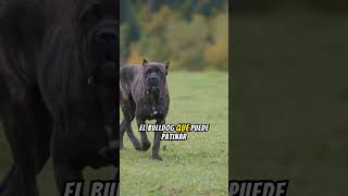 Perros que Aman los Deportes: ¡No Podrás Creerlo! #animales #curiosidades