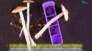 Microdosing Mushrooms: Does It Help with Chronic Pain?