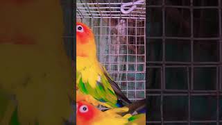 Sun cannur#parrot vlogs my YouTube channel subscrabe🙏🙏