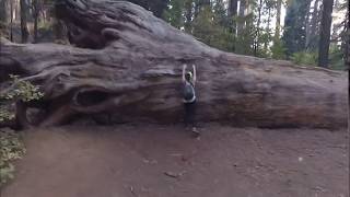 Caminando por Tuolumne Grove, en Yosemite