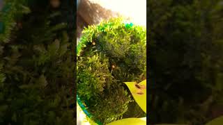 Java Moss 😋