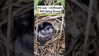 Chiffchaff Eggs In The Scrub! #nestingbird #warblers #birdeggs #birdnest #nature