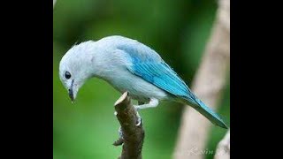 Blue-gray Tanager #bluegrass #birds #animals #cute #beautyofnature #cuteanimals #cutebirds #shorts