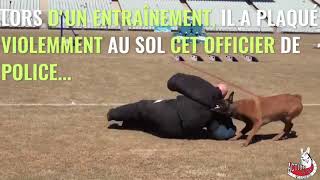 Durant un entraînement, un chien plaque violemment un policier !