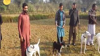 Jatt hunting Ajk club Kmaal Dog(7)