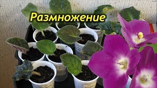 Способы размножения Фиалки. Как размножить Фиалку узамбарскую.