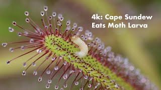 4k: Cape Sundew Devours Live Moth Larva