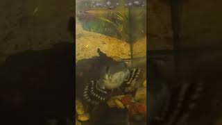 channa memangsa ikan kecil dalam video lambat