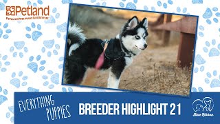 Everything Puppies - Petland Breeder Highlight 21 (2019)