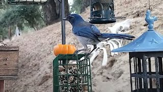 Woodshed Breakfast🐦14 Species! LIVE STREAM REPLAY Descanso, CA California Mountain Bird Feeder