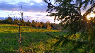 Майская природа России в лесу. Закат солнца. Живой звук природы, пение птиц в дикой природе