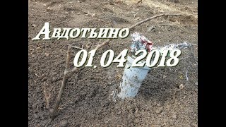 Авдотьино _01.04.2018