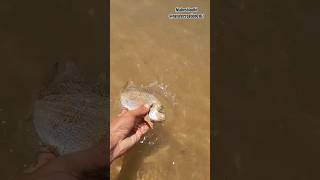 One small act of kindness : saved fish life #shorts