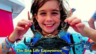 Sea Life Experience on The Fun Boats Dolphin Cruises in Orange Beach and Gulf Shores Alabama