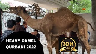 Heavy , Angry Camel Qurbani 2023 by Professional Qasai