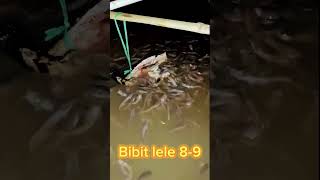 bibit lele sangkuriang sedang makan bareng #lele #bibitlele #lelesangkuriang #mb