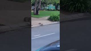 And she has a partner! #viral #viralshort #shorts #shortsfeed #rabbit #cuterabbit