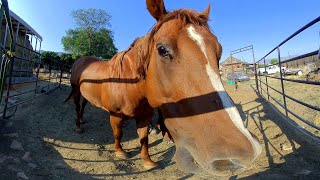 Horses in 3D VR