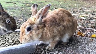 Rabbit blown away by nose breath