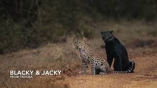 Black Leopard Mating at Tadoba